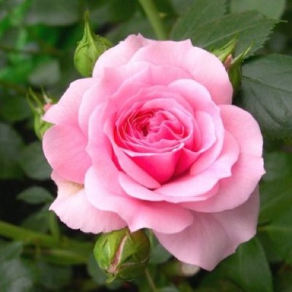 Rose Baby Pink Plant